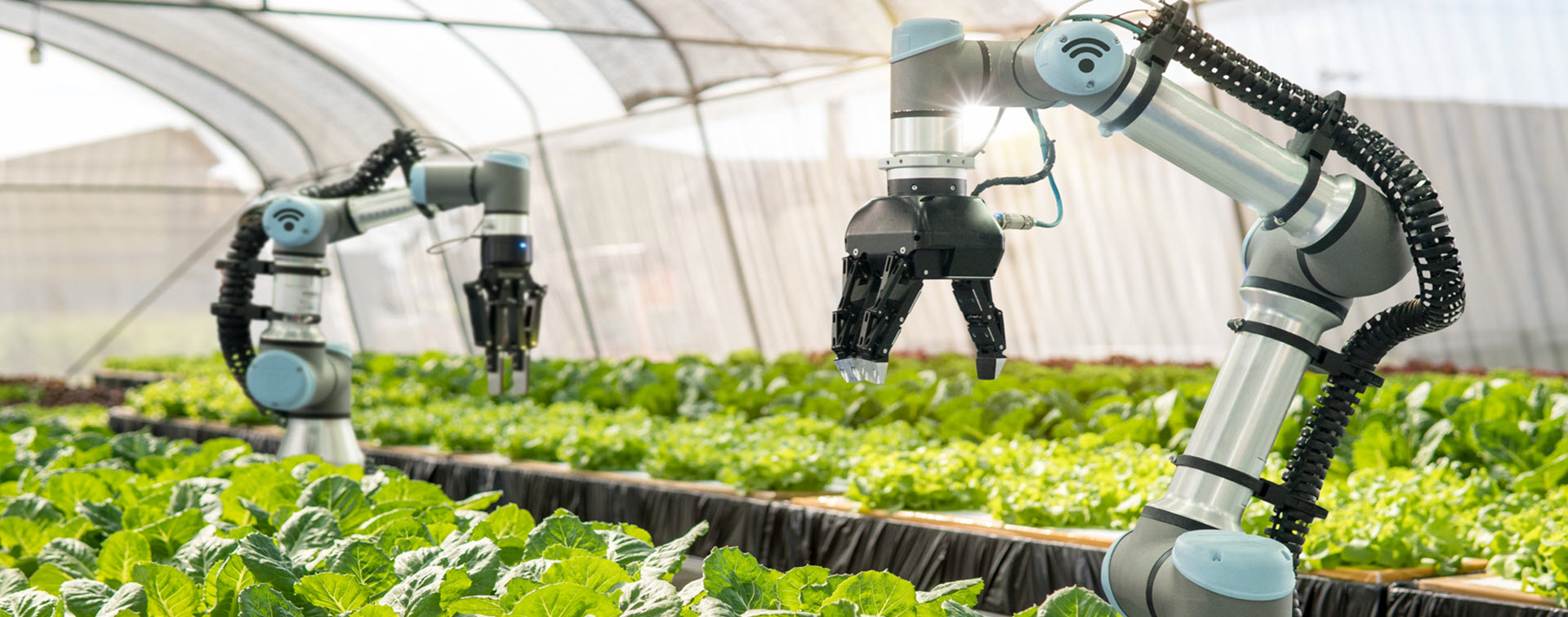 Automated farming being done using robotic arms