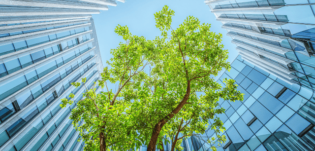 a tree surrounded by buildings